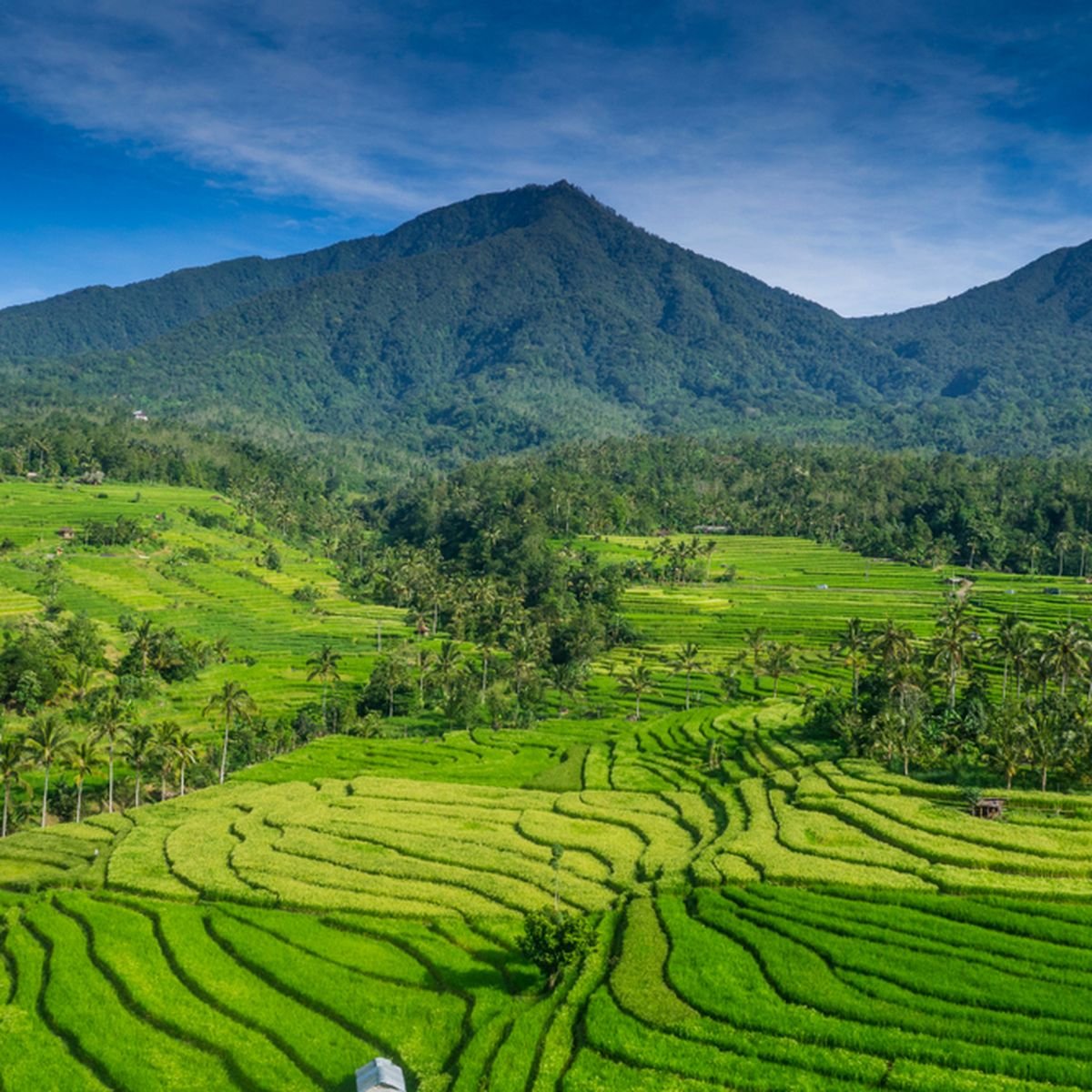 Warung Jatiluwih View
